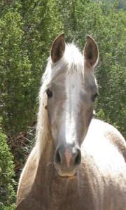 a horse Logo